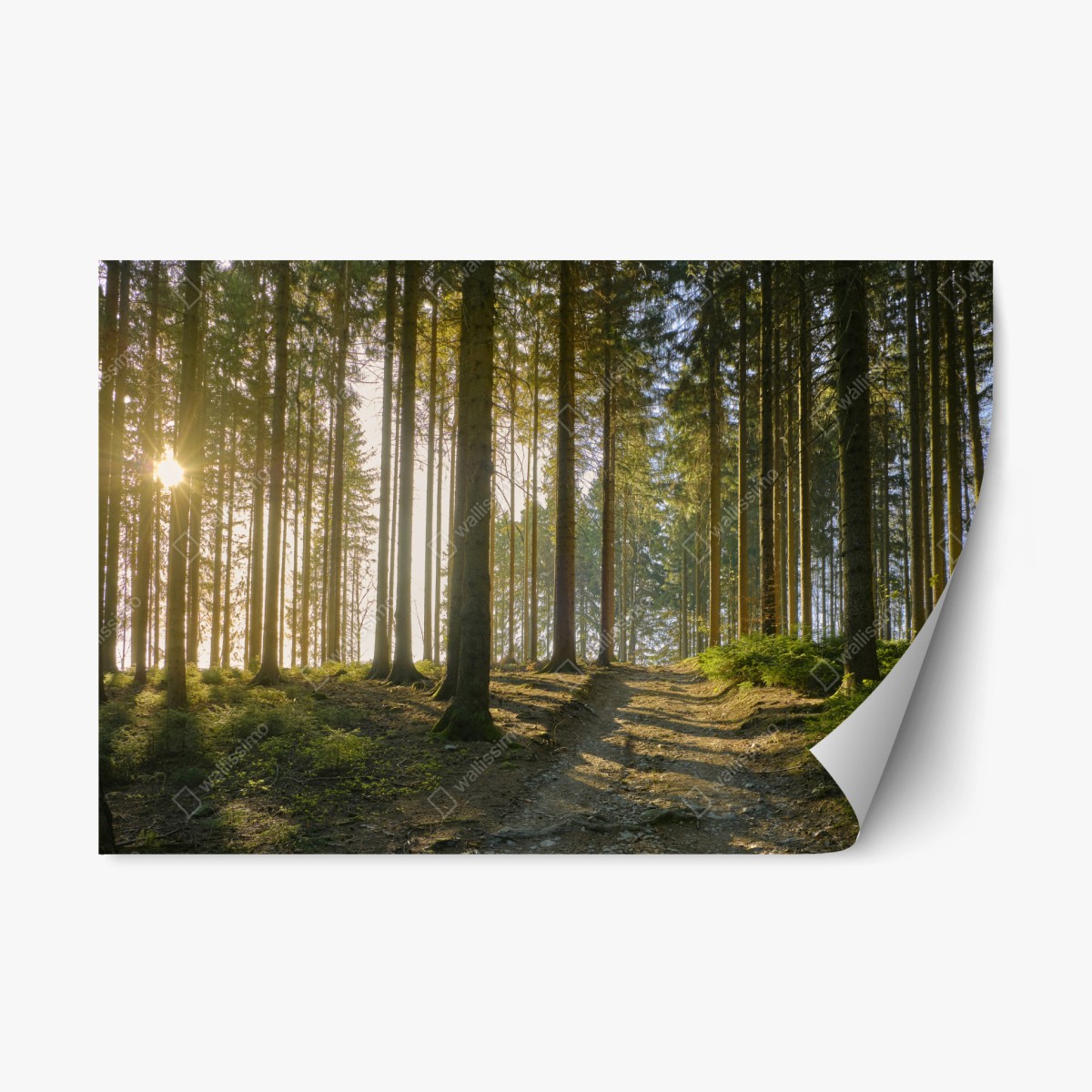 Repositionable sticker sunlit forest trail at dawn • Wallissimo®