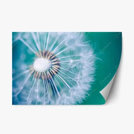 Repositionable sticker turquoise dandelion close-up • Wallissimo®