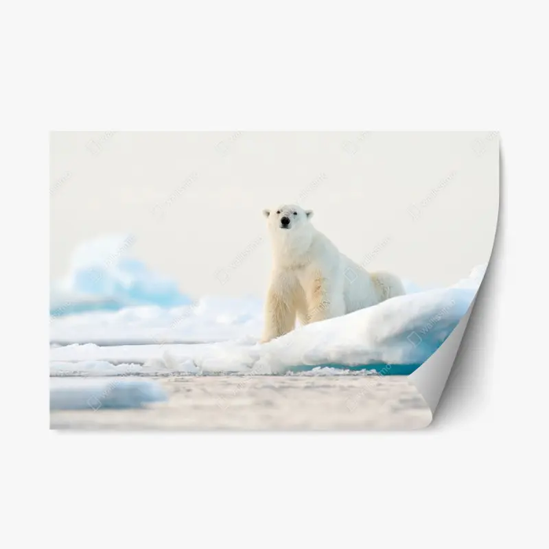 Repositionable sticker polar bear on Arctic ice, Svalbard