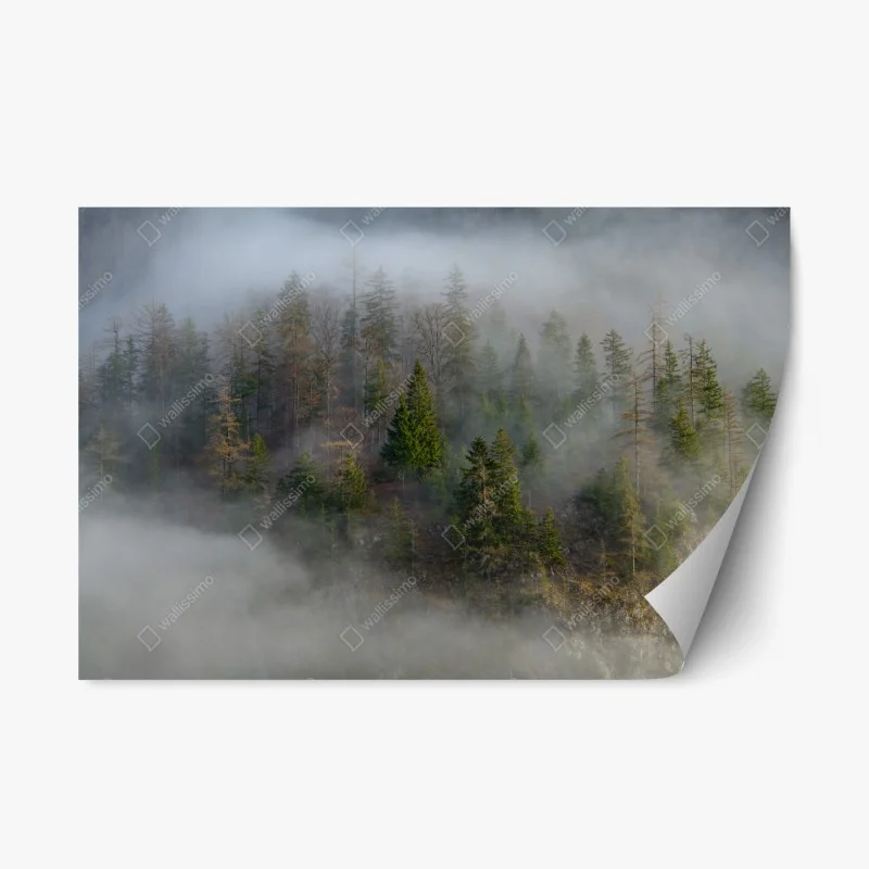 Repositionable sticker misty mountain forest ⁕ Wallissimo®