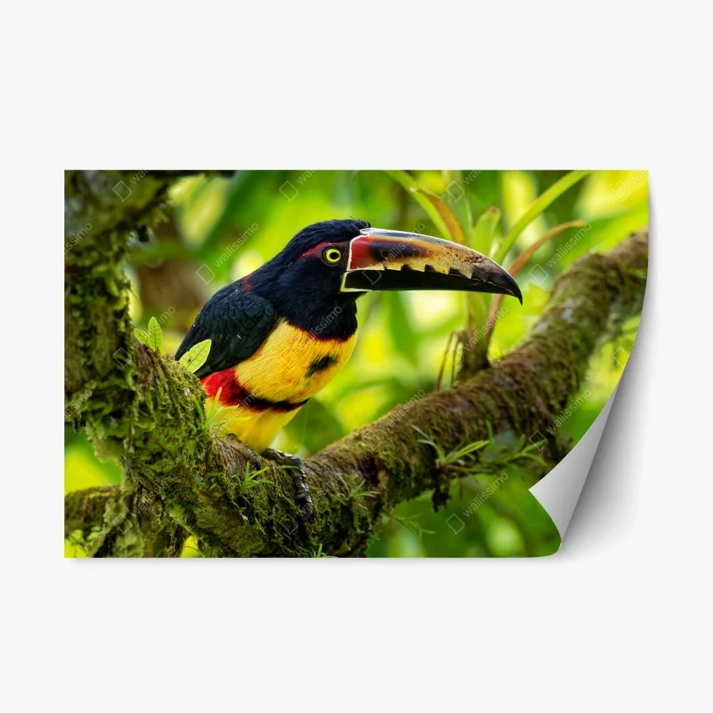 Repositionable sticker vibrant collared aracari in tropical foliage