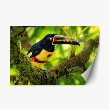 Repositionable sticker vibrant collared aracari in tropical foliage • Wallissimo®