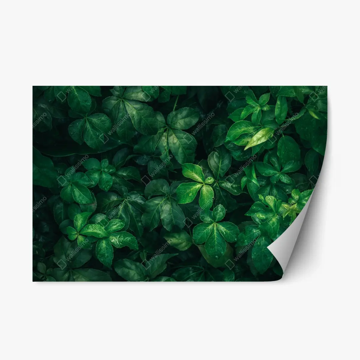 Repositionable sticker lush tropical green foliage • Wallissimo® Repositionable sticker lush tropical green foliage • Wallissimo®