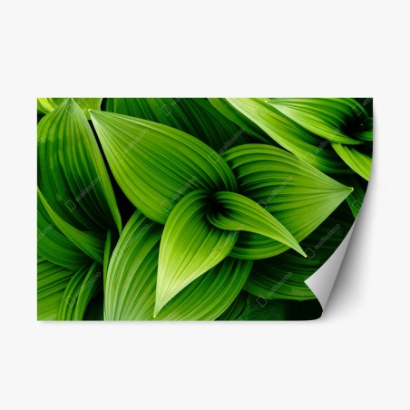 Repositionable sticker lush green leaves pattern • Wallissimo®