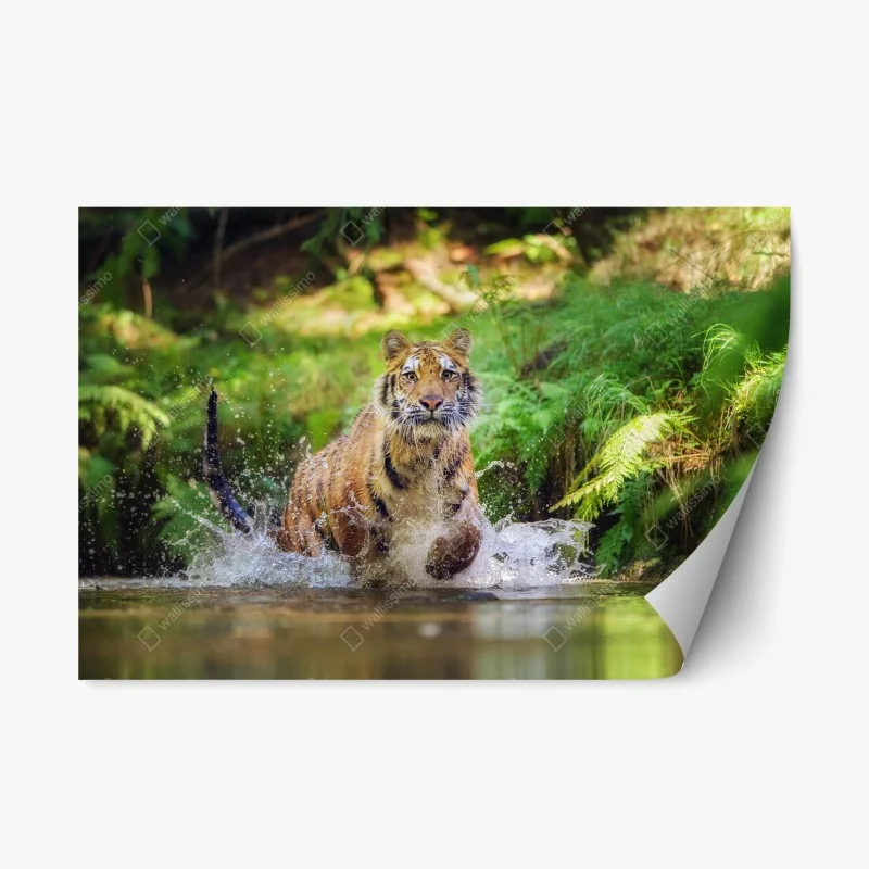 Repositionable sticker majestic tiger in forest stream