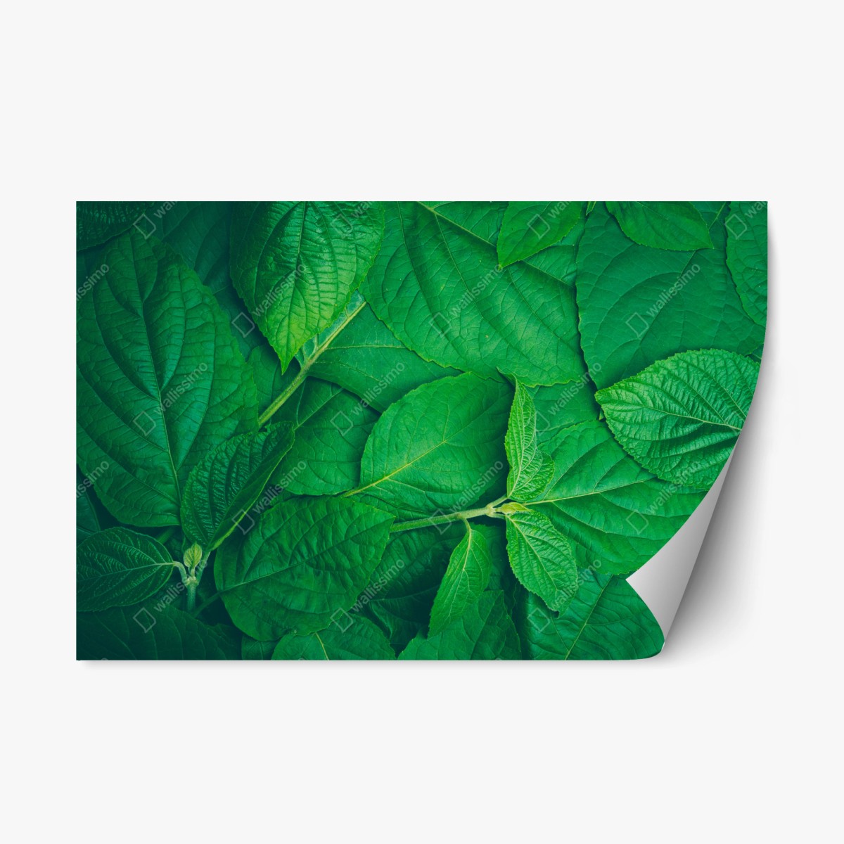 Repositionable sticker lush green leaves texture • Wallissimo® Repositionable sticker lush green leaves texture • Wallissimo®