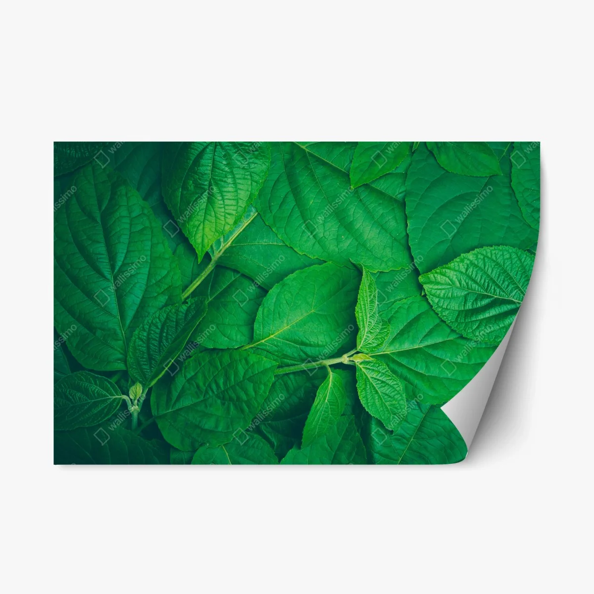 Repositionable sticker lush green leaves texture • Wallissimo® Repositionable sticker lush green leaves texture • Wallissimo®
