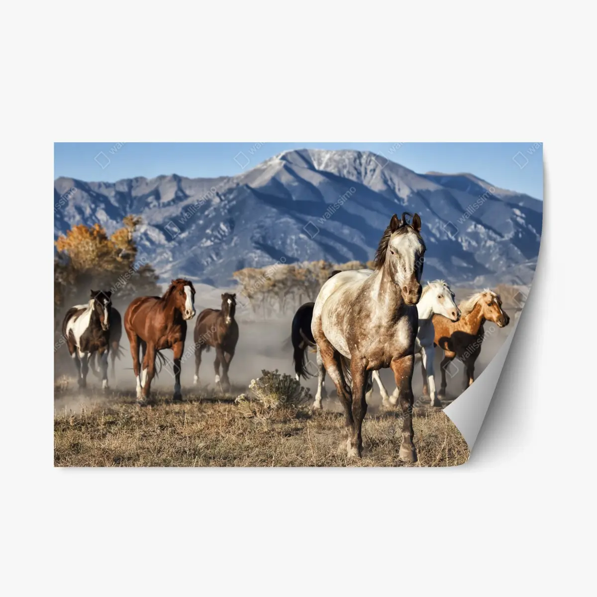 Repositionable sticker wild horses running in a mountain meadow ⁕ Wallissimo® Repositionable sticker wild horses running in a mountain meadow ⁕ Wallissimo®