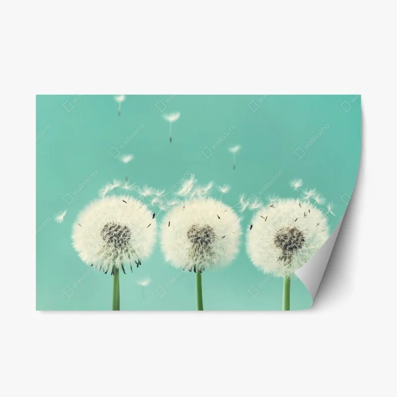 Repositionable sticker three dandelion puffballs on turquoise background