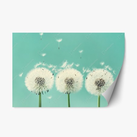 Repositionable sticker three dandelion puffballs on turquoise background • Wallissimo®