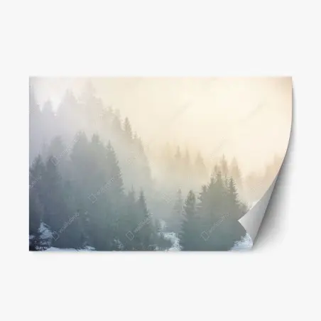 Repositionable sticker misty spruce forest sunrise • Wallissimo®