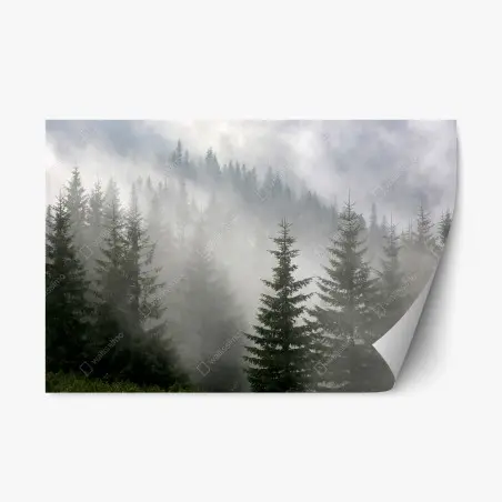 Repositionable sticker misty pine forest at dawn • Wallissimo®