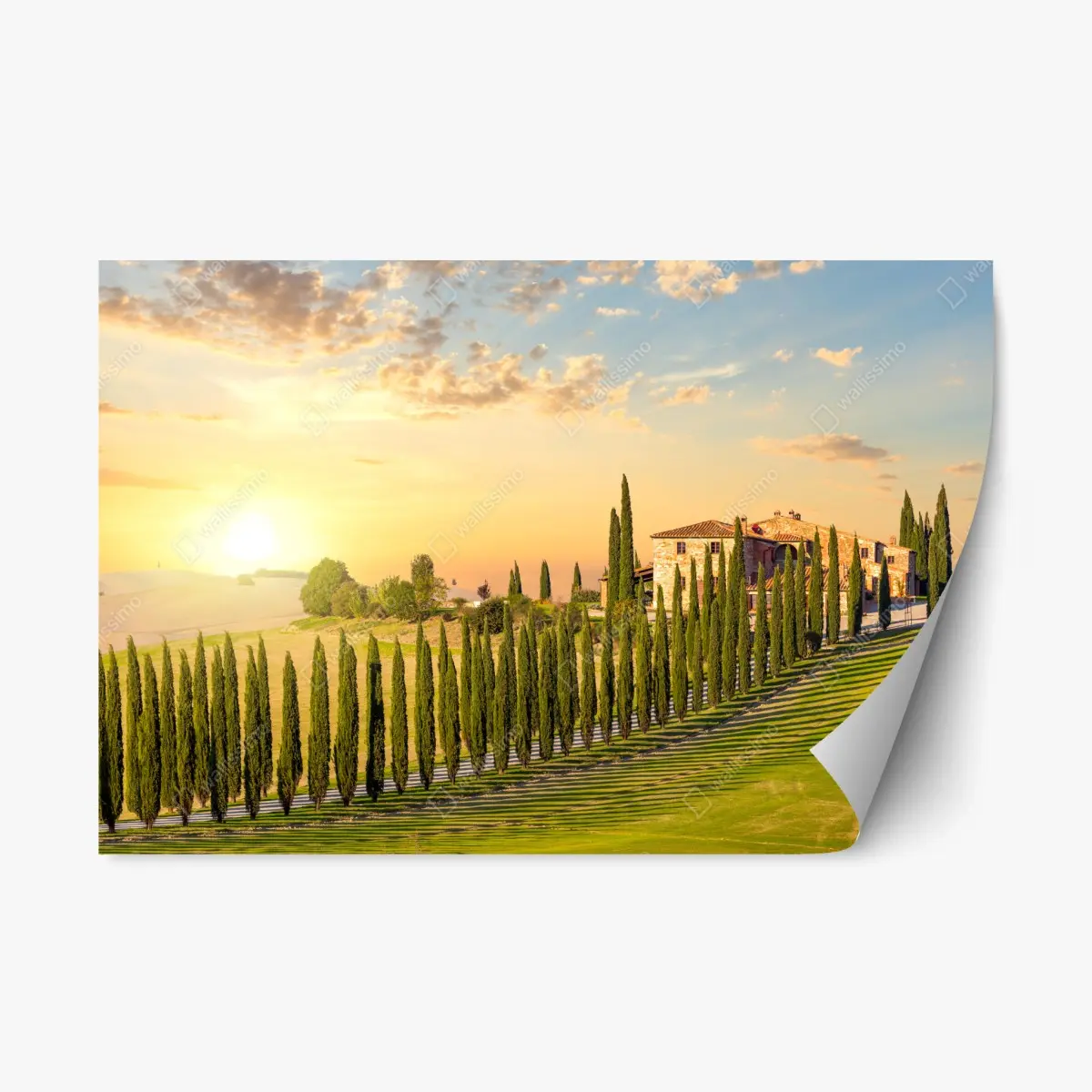 Repositionable sticker Tuscany sunset cypress avenue • Wallissimo® Repositionable sticker Tuscany sunset cypress avenue • Wallissimo®