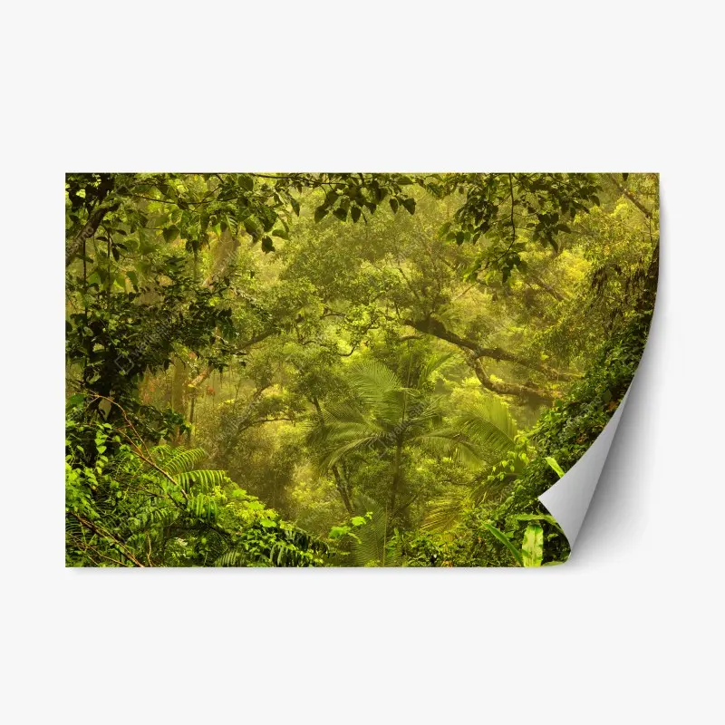 Repositionable sticker lush rainforest canopy near Cairns