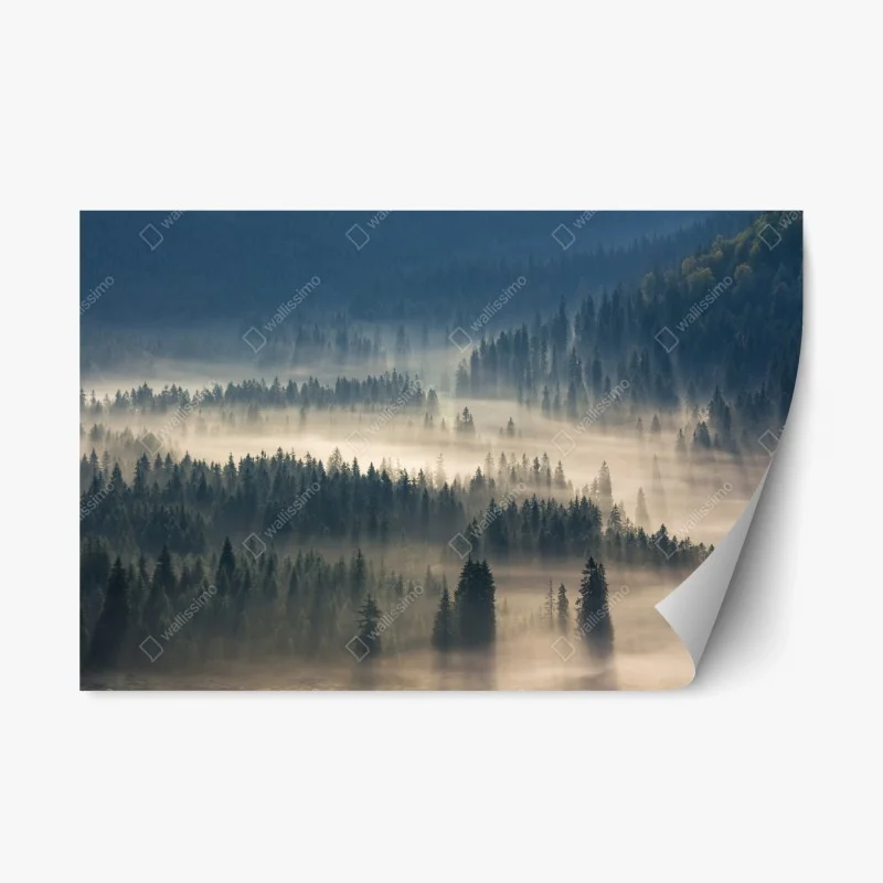 Repositionable sticker misty conifer forest at dawn