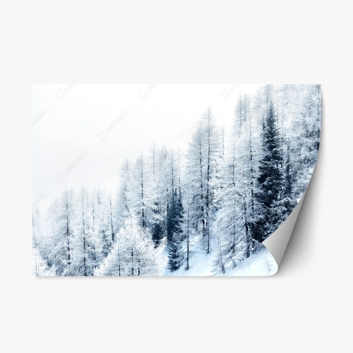 Repositionable sticker winter hush: snowy forest landscape • Wallissimo® Repositionable sticker winter hush: snowy forest landscape • Wallissimo®