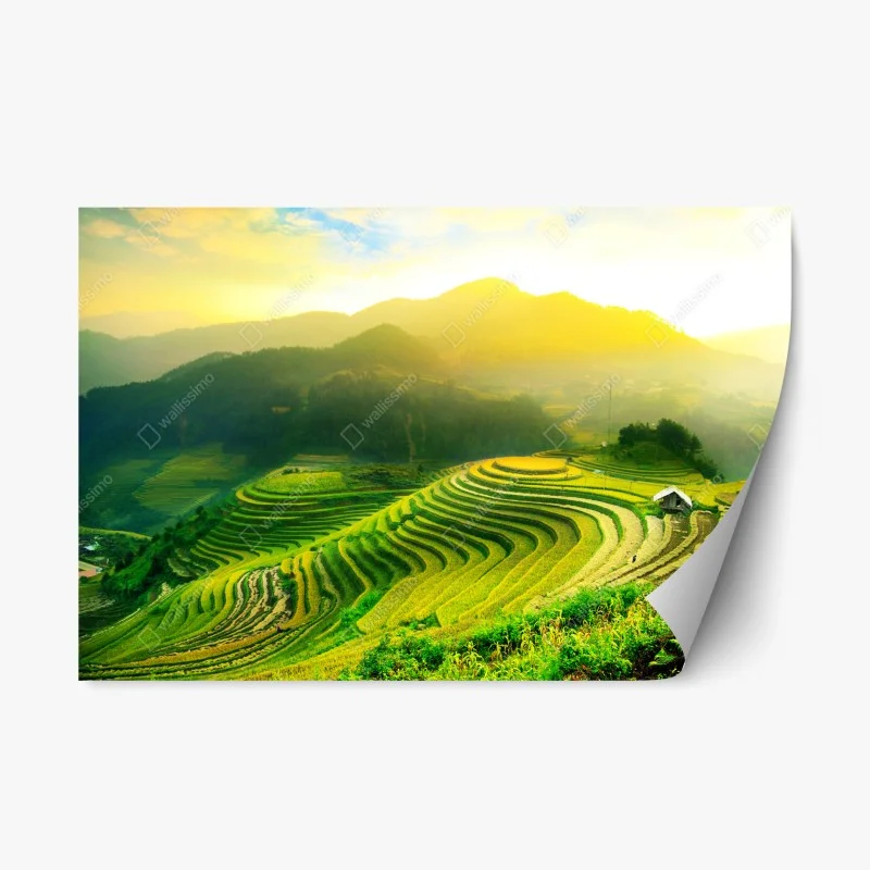 Repositionable sticker golden terraced rice fields at sunrise
