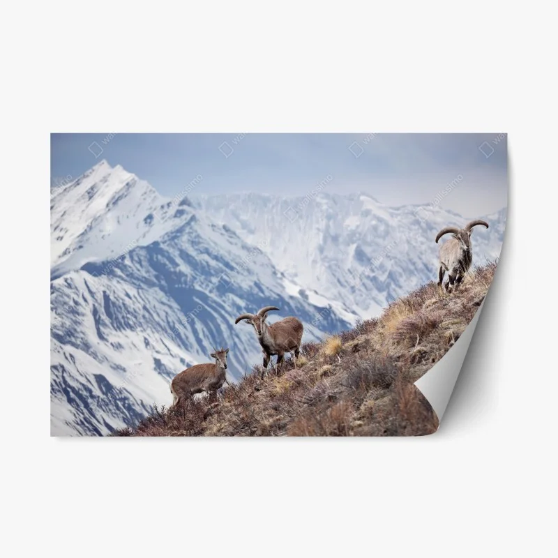 Repositionable sticker wild blue sheep on a slope of the Himalayas, Manang, Nepal