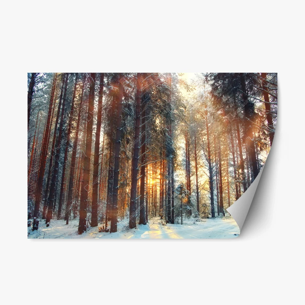 Repositionable sticker winter forest sunrise glow • Wallissimo® Repositionable sticker winter forest sunrise glow • Wallissimo®