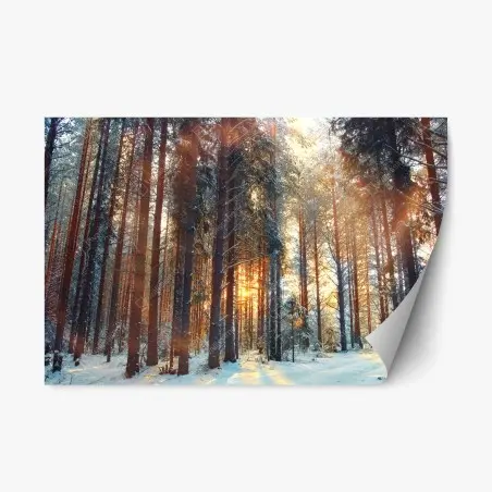 Repositionable sticker winter forest sunrise glow • Wallissimo®