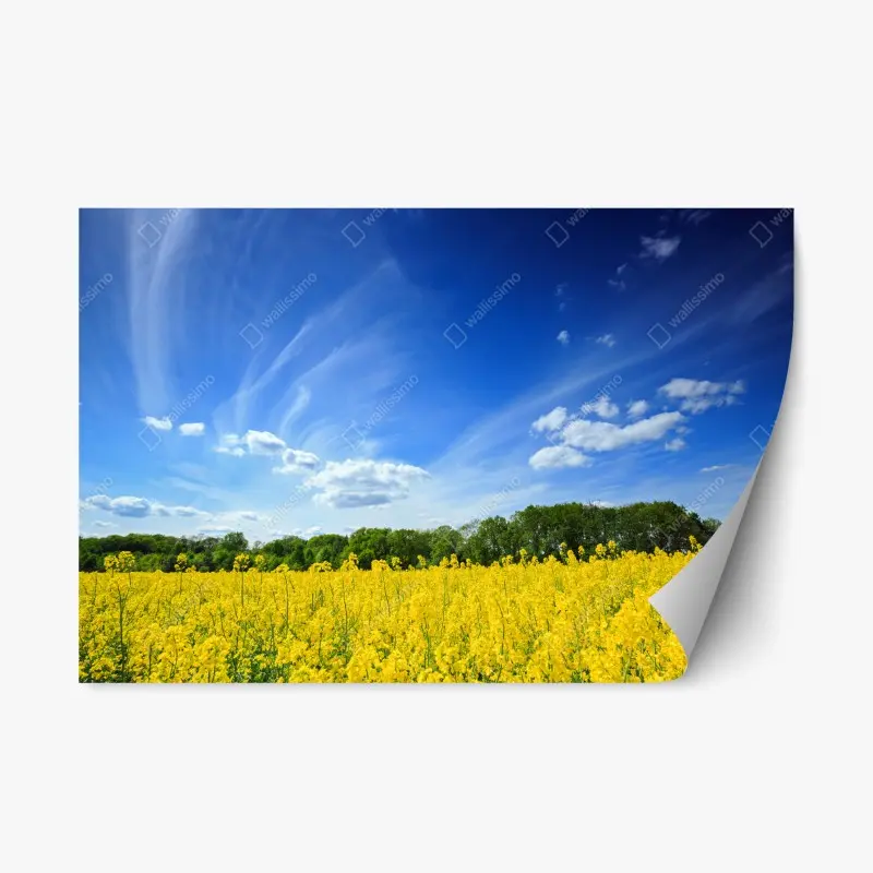 Repositionable sticker Polish rapeseed field under blue sky