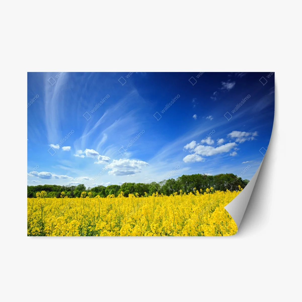 Repositionable sticker Polish rapeseed field under blue sky • Wallissimo® Repositionable sticker Polish rapeseed field under blue sky • Wallissimo®