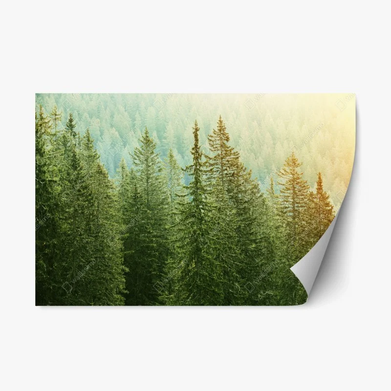 Repositionable sticker sunlit evergreen forest ⁕ Wallissimo® Repositionable sticker sunlit evergreen forest ⁕ Wallissimo®