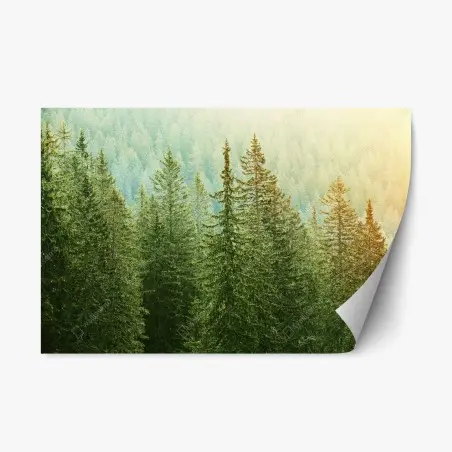 Repositionable sticker sunlit evergreen forest • Wallissimo®