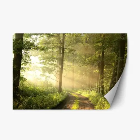 Repositionable sticker morning light in a sunlit forest • Wallissimo®