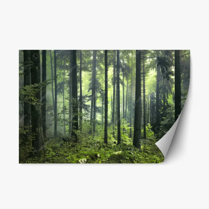 Repositionable sticker mysterious green spring forest