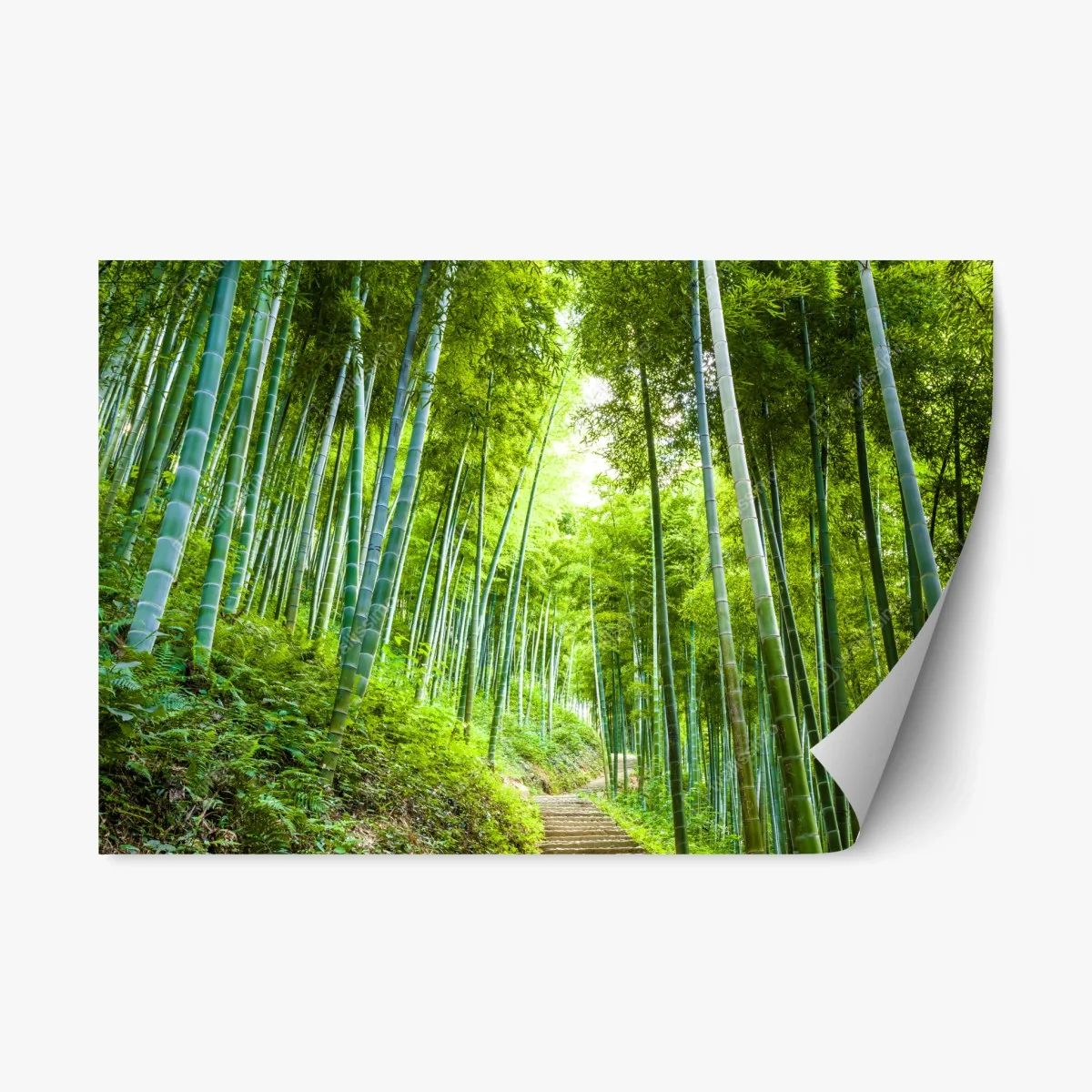 Repositionable sticker serene bamboo forest pathway • Wallissimo® Repositionable sticker serene bamboo forest pathway • Wallissimo®