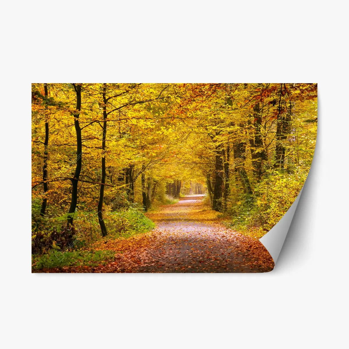 Repositionable sticker golden autumn forest pathway • Wallissimo®
