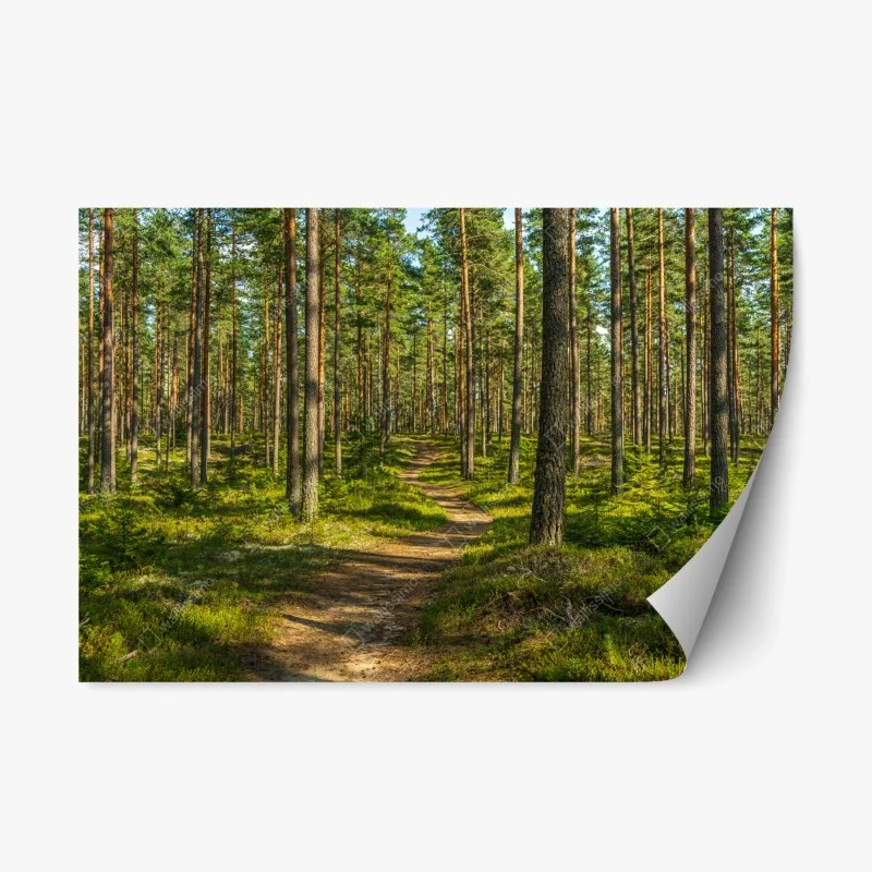 Repositionable sticker sunlit pine forest trail ⁕ Wallissimo®
