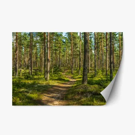 Repositionable sticker sunlit pine forest trail • Wallissimo®