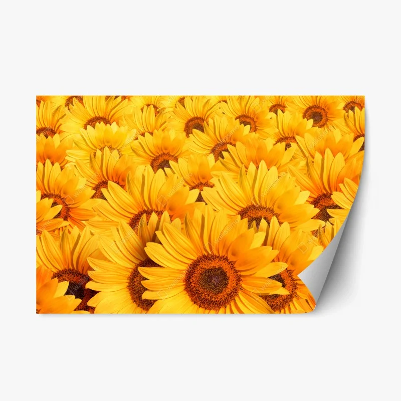 Repositionable sticker golden sunflower field