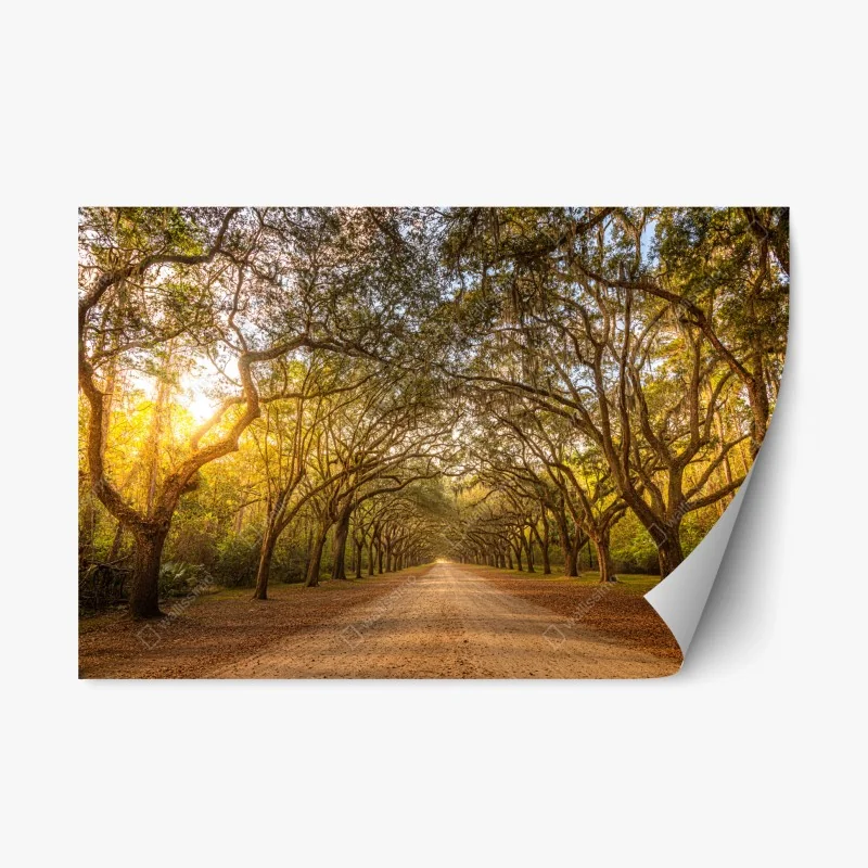 Repositionable sticker sunlit oak avenue near Savannah