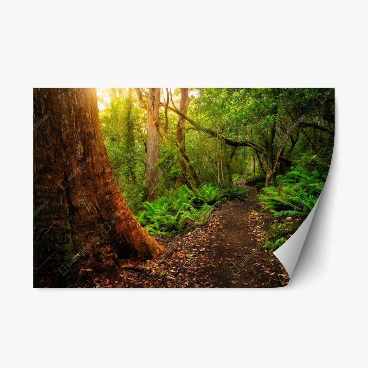 Repositionable sticker ancient rainforest path in Tasmania • Wallissimo® Repositionable sticker ancient rainforest path in Tasmania • Wallissimo®