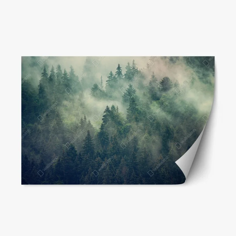 Repositionable sticker misty evergreen forest at dawn