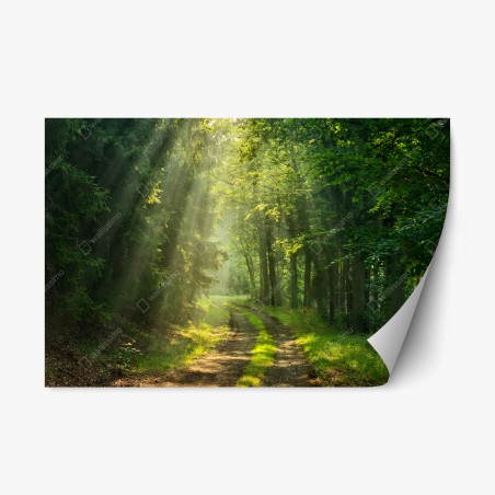 Repositionable sticker sunlit forest path • Wallissimo®