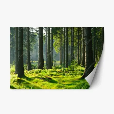 Repositionable sticker sunlit green forest clearing • Wallissimo®