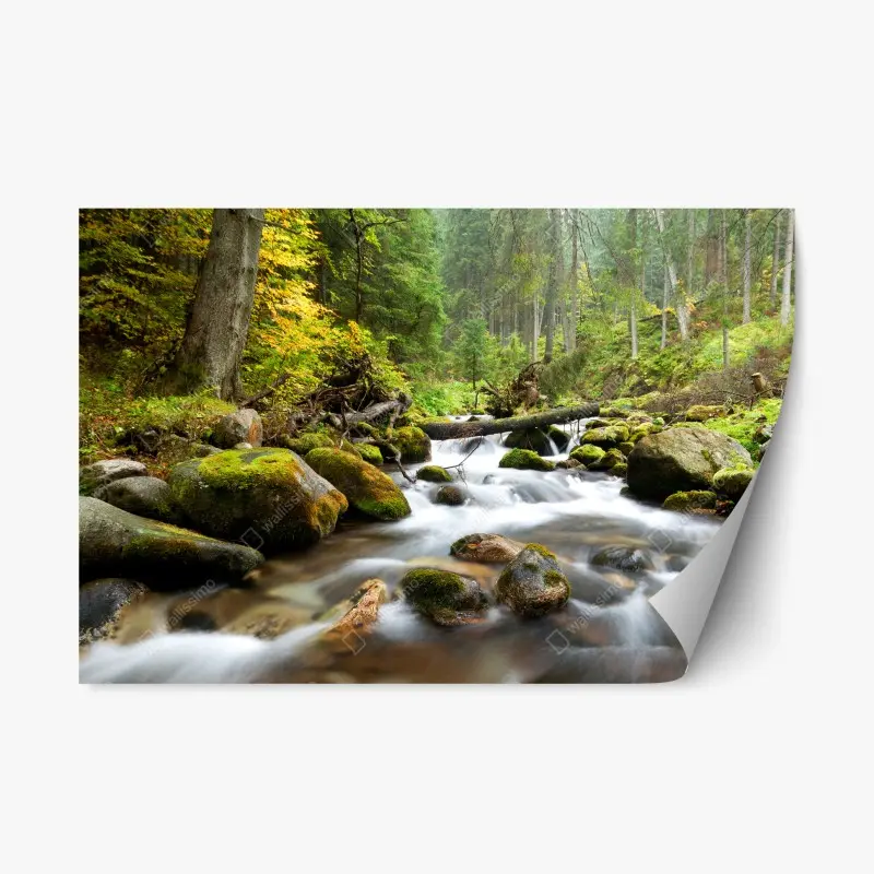 Repositionable sticker mossy forest stream in autumn