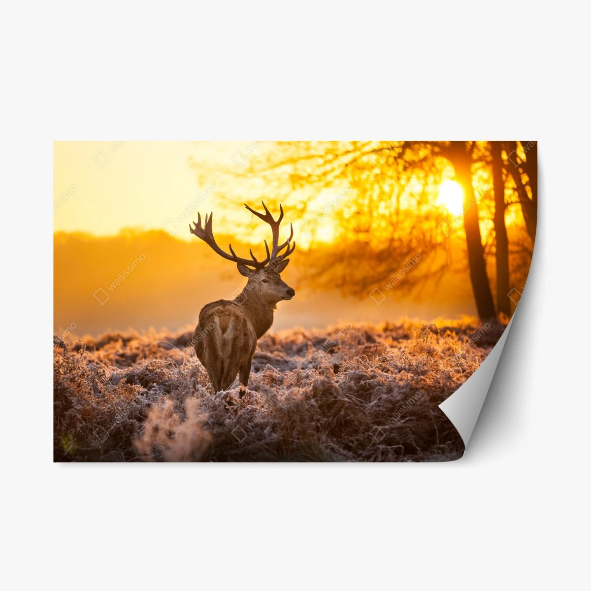 Repositionable sticker golden stag at sunrise • Wallissimo® Repositionable sticker golden stag at sunrise • Wallissimo®