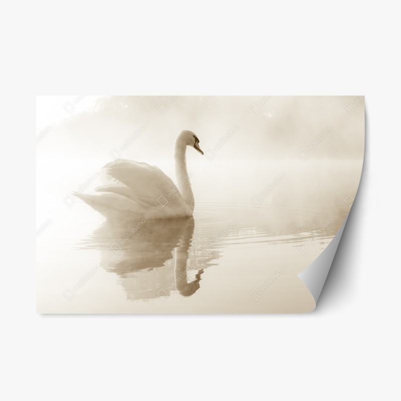 Repositionable sticker elegant swan in misty reflection