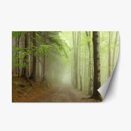 Repositionable sticker misty forest path • Wallissimo®