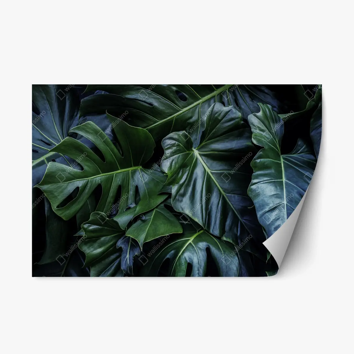 Repositionable sticker lush tropical monstera foliage • Wallissimo® Repositionable sticker lush tropical monstera foliage • Wallissimo®