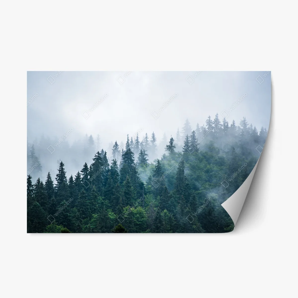Repositionable sticker misty evergreen forest ⁕ Wallissimo® Repositionable sticker misty evergreen forest ⁕ Wallissimo®