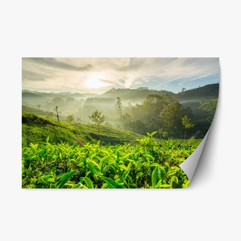 Repositionable sticker sunrise over Munnar tea plantations