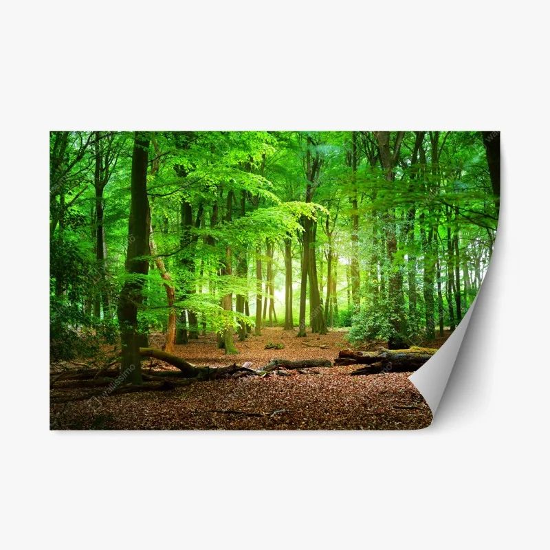 Repositionable sticker sunlit green forest