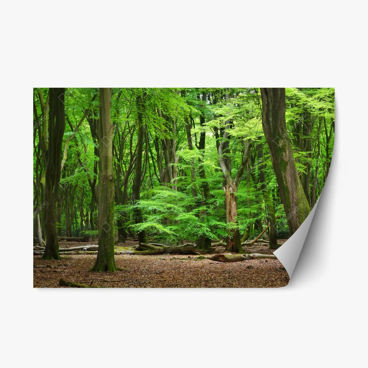 Repositionable sticker serene green forest canopy • Wallissimo® Repositionable sticker serene green forest canopy • Wallissimo®
