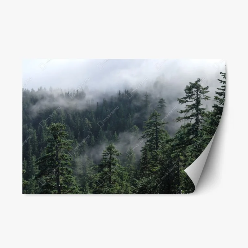Repositionable sticker misty forest view from Larch Mount, Oregon